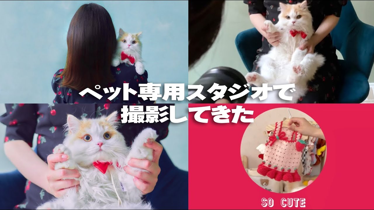 【特別編vol.1】アイドル猫ちゃんのLOOK BOOK,ペット専用スタジオ・ネコスタで撮影してきました！