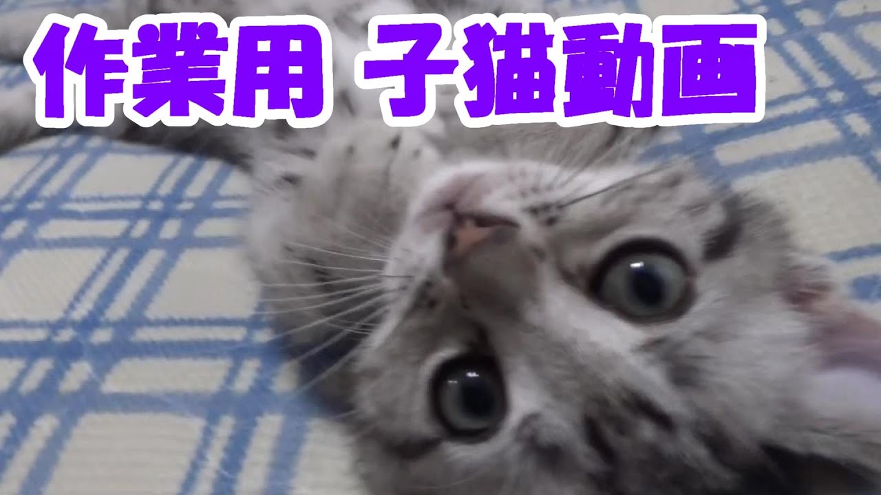 作業用猫動画　Part1　（アメリカンショートヘア生後２ヶ月）