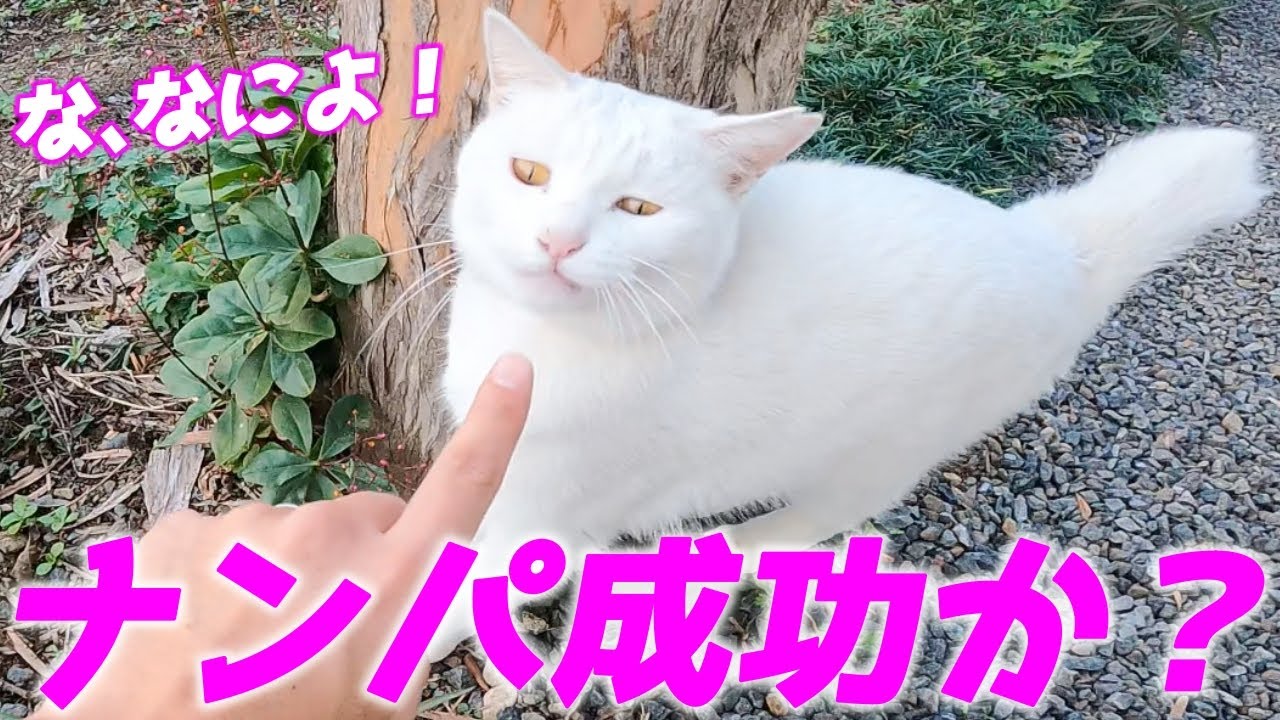 パパが可愛すぎる庭子猫を昼間っから口説いていました…笑[三毛母猫の子猫]