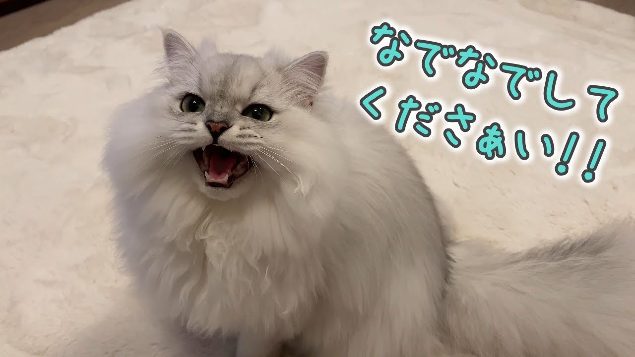 「なでなでして」と要求してくる猫［ペルシャ猫］