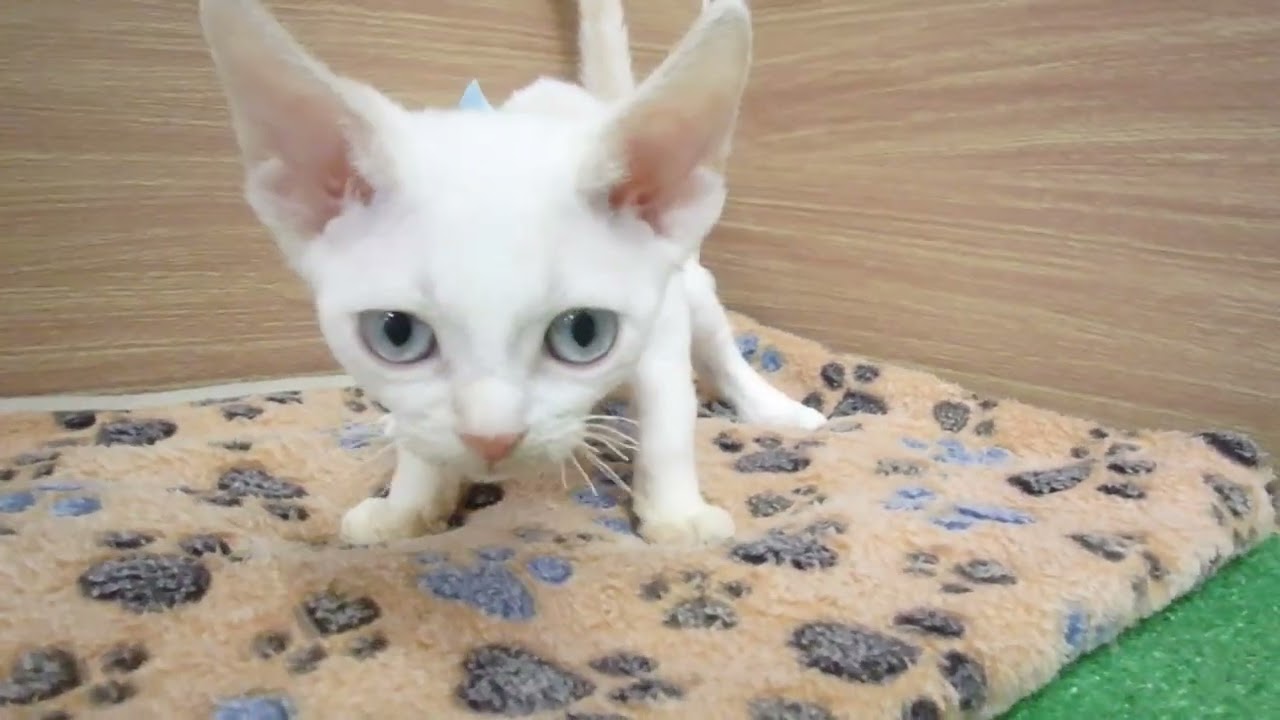 Coo&RIKU　No00604618 デボン・レックス