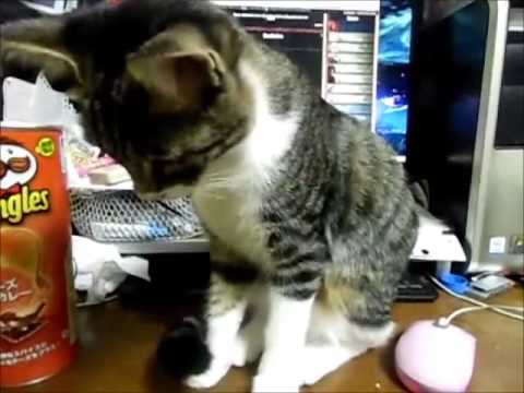 【猫編】もりもり食うネコ