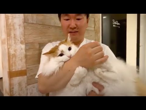 我が家のねこちゃんを紹介します！