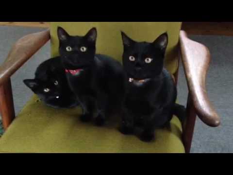 黒猫ボンベイ赤ちゃん。生後4ヶ月経過！仲良し３ 兄妹^_^ Black bombay cat（黒のボンベイ猫）