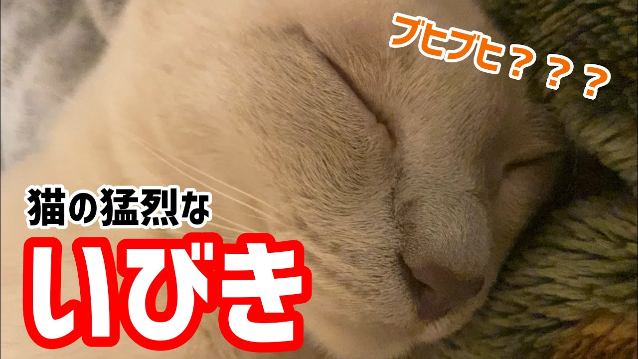 猫の猛烈ないびき？！【トンキニーズ】Snoring of the cat