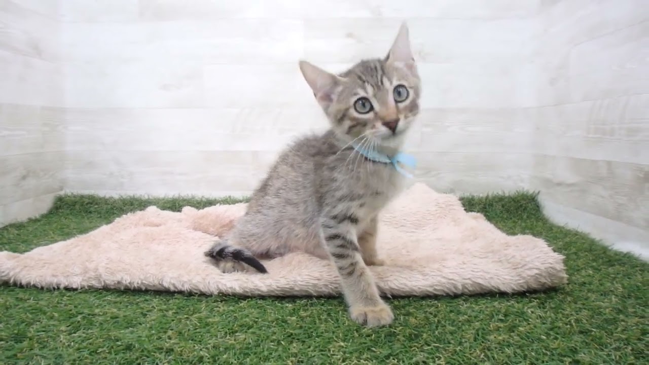 00593592 エジプシャンマウ