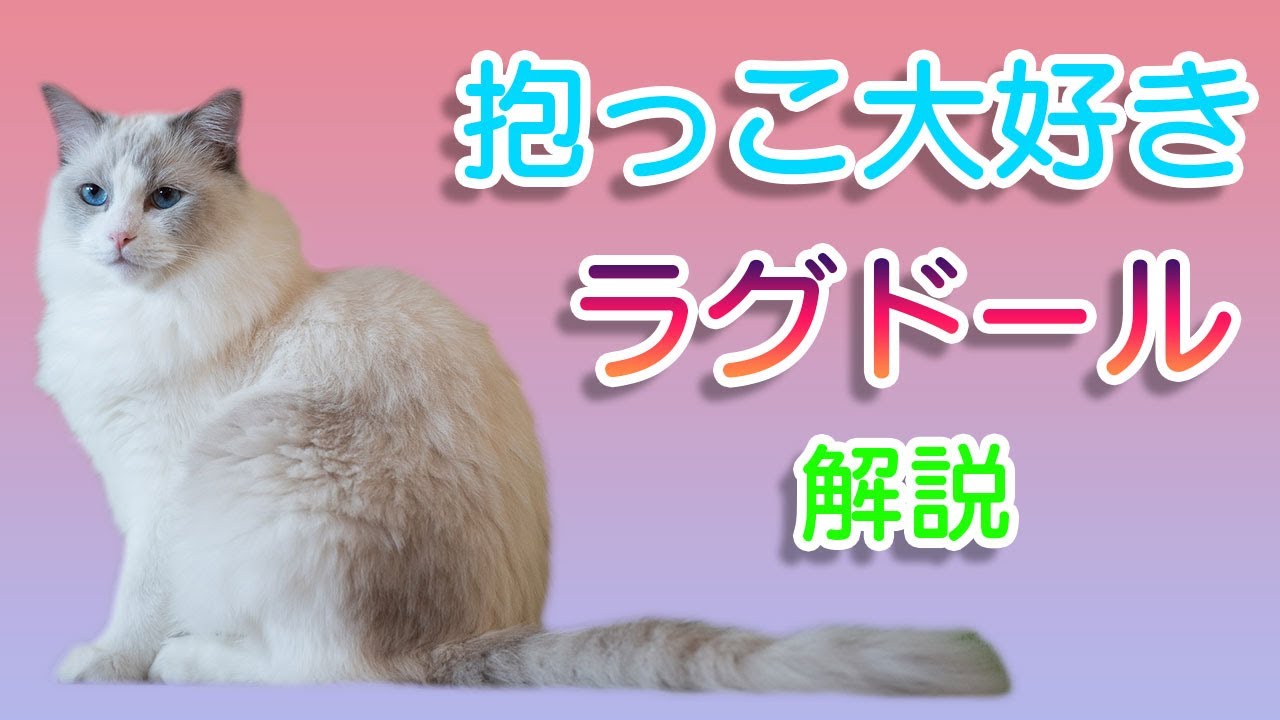 ラグドールってどんな猫種？性格、特徴、歴史、注意点解説！
