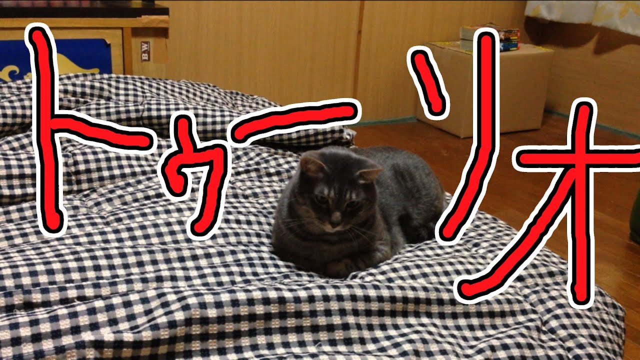猫動画　田中！マンクス！トゥーリオ！