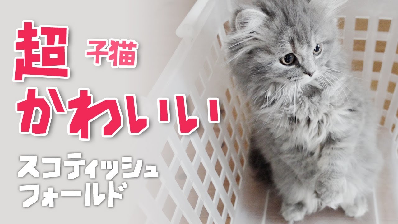 【癒し注意】子猫の超絶可愛い動画【スコティッシュフォールド】