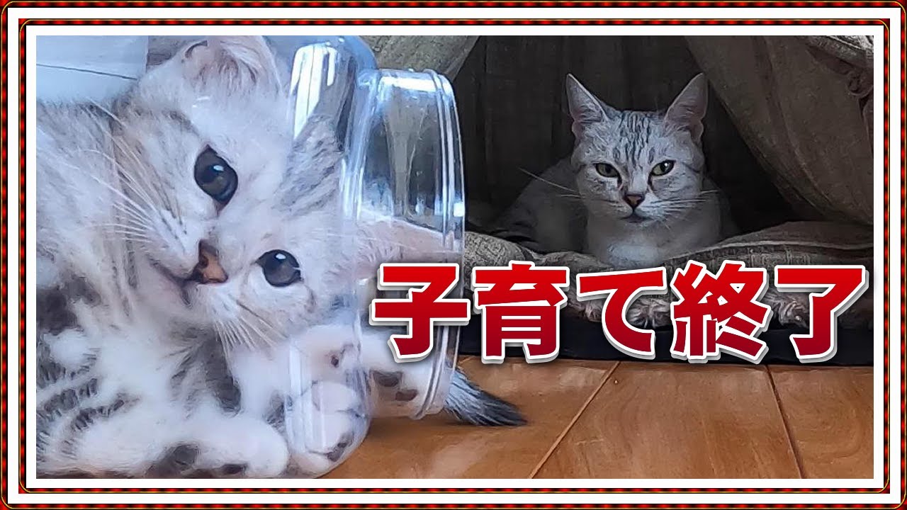 【子育て終了!! 】オシキャット母猫キキちゃんハイブリッド種の猫を『産んでくれて(会わせてくれて)ありがとう』ベンガル/オシキャット/チートー【Cat lifeスローライフ 田舎暮らしvol.7】