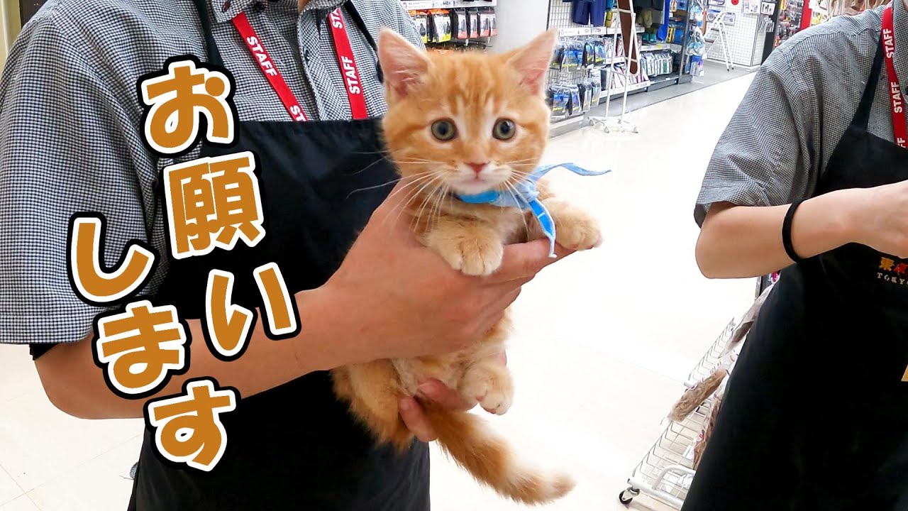 短足マンチカンに｢僕を家に連れていって｣と言われてしまいました