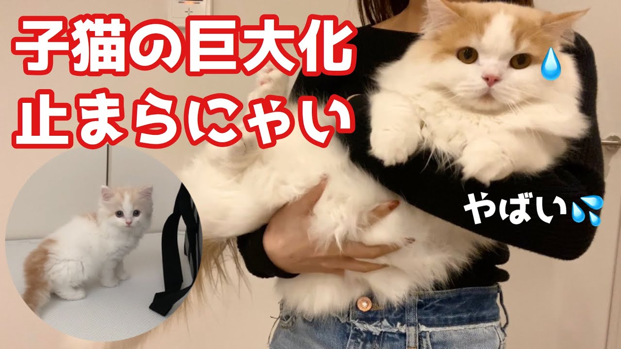 成長が止まらない子猫(9か月)の今月の体重を測ったら衝撃の結果になりました【スコティッシュフォールド】