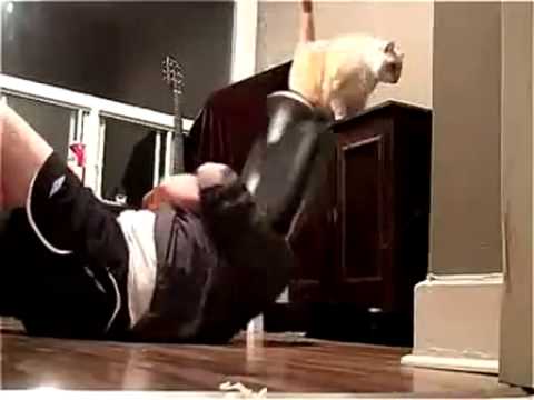 【デブ猫編】猫の逆襲