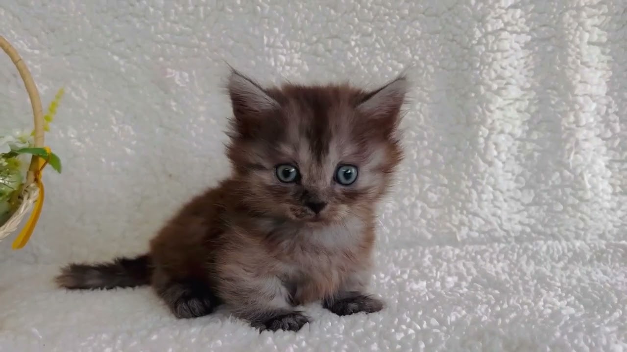 マンチカン キュートなロングヘアーの男の子♪毛色シルバータビー