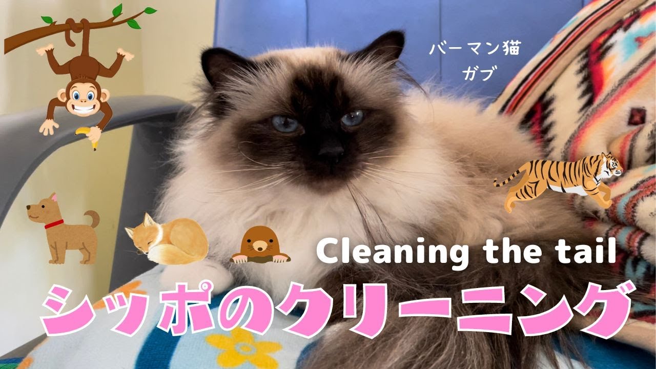 バーマン猫ガブはきれい好き【シッポのクリーニング】Cleaning the tail（バーマン猫）Birman/Cat