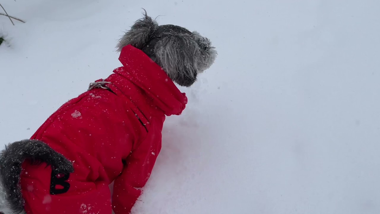 雪山スノーシューで進む　『犬の散歩』　犬の動画　dog movi