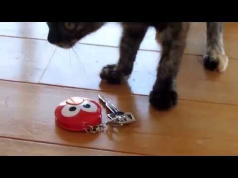 サバ白猫・コラット猫（ミックス）・サビ猫-雄・雌-0.5歳・1歳-08・27-9・20-1