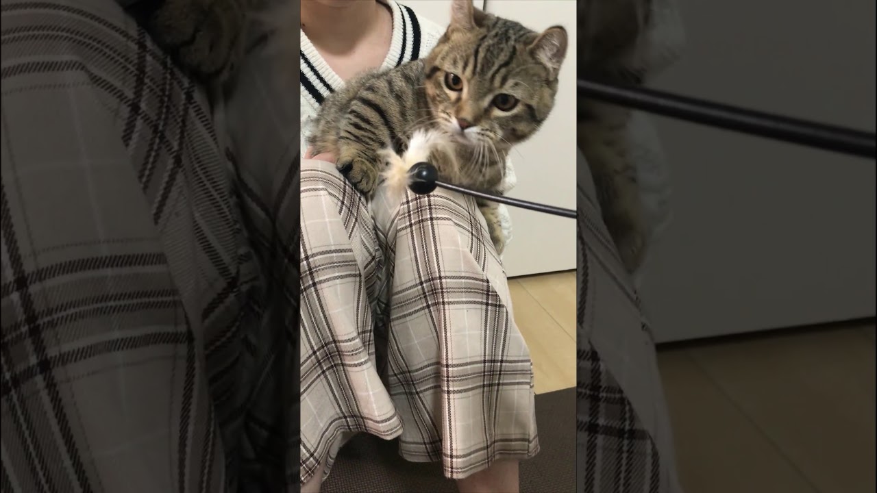 家族と遊ぶ子猫がカワイイ　/キンカロー　マンチカン×アメリカンカール　#Shorts