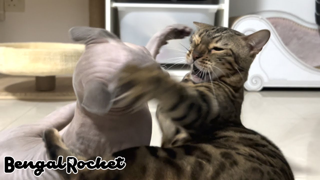 姉を追いかけ回す、やんちゃな末っ子猫【ベンガル/スフィンクス猫】