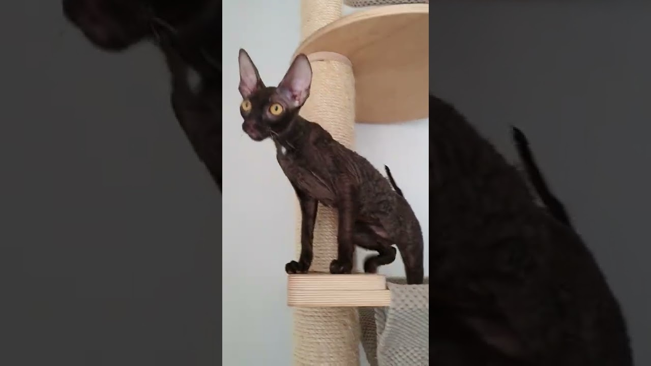 Cornish Rex kitty with beautiful name Paris😻