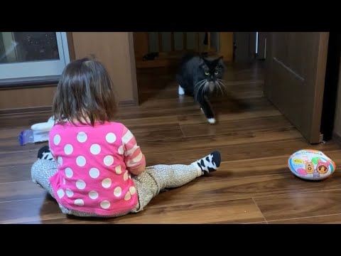 名前を呼ぶとスキップして駆け寄ってくる猫　ラガマフィン　A cat that skips and approaches when you call its name