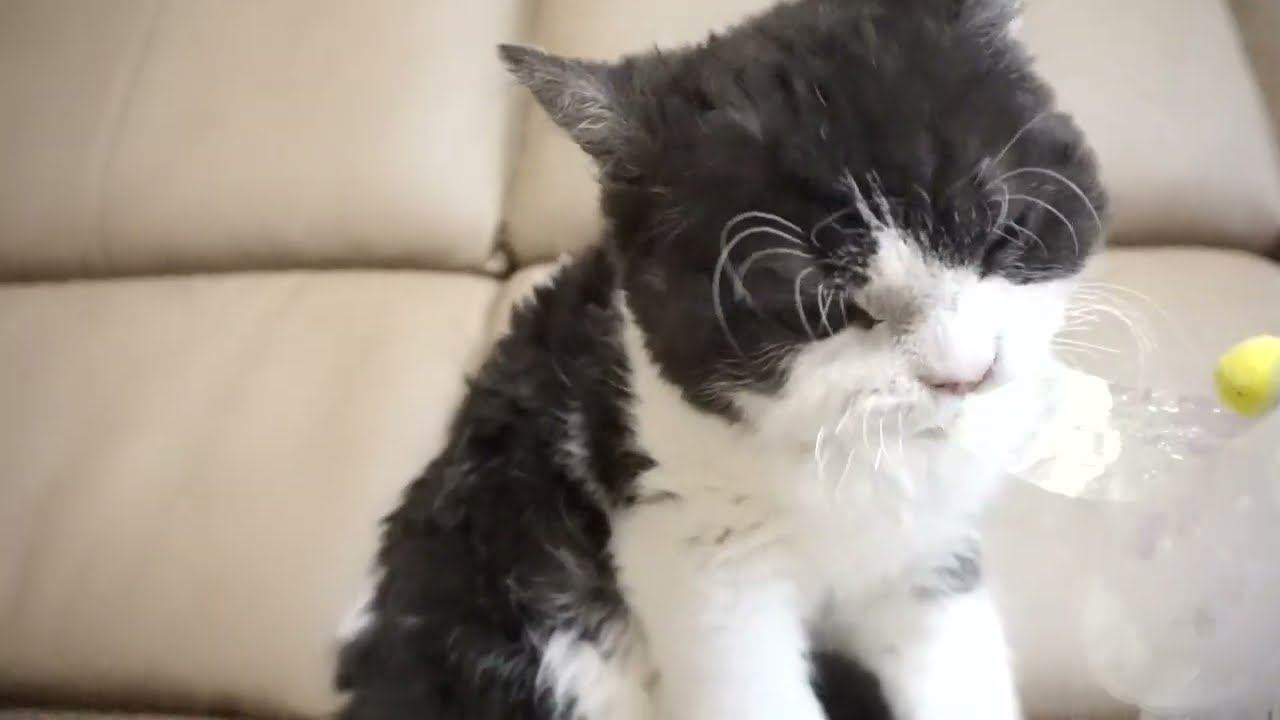 セルカークレックス子猫　2022.７.23産まれ　ブラック＆ホワイト　男の子　シーダキャット猫のお店