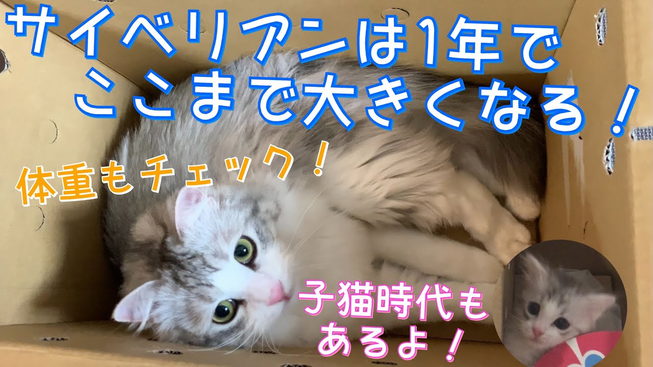 【猫】お家に来て１年！どれくらい大きくなった？【サイベリアン】