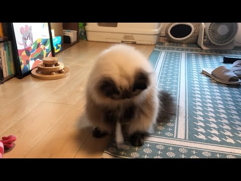 【ヒマラヤン】おしぼりで遊ぶとアライグマになっちゃう猫