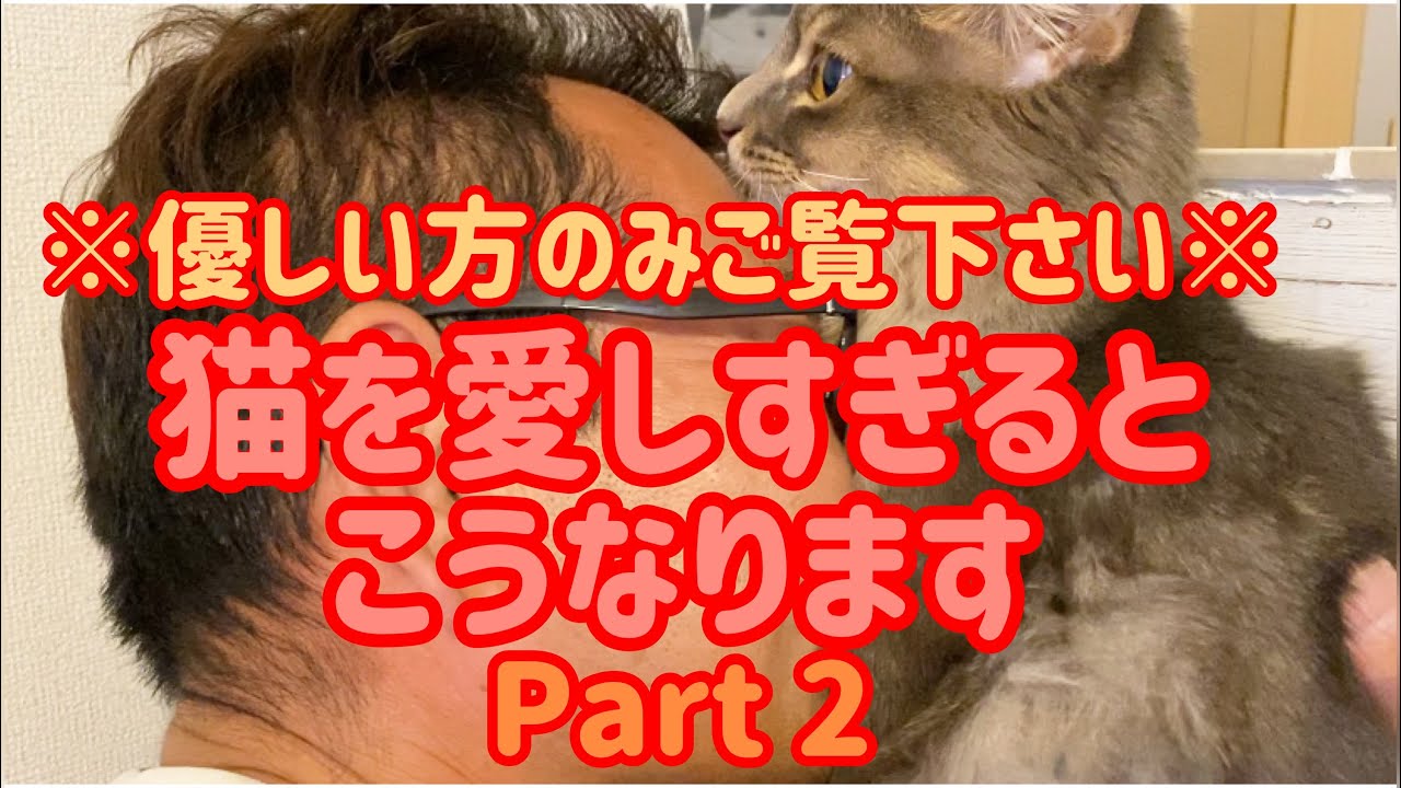 【ソマリ】※閲覧注意‼️※あなたもソマリを飼うとこうなるかもしれません‼️