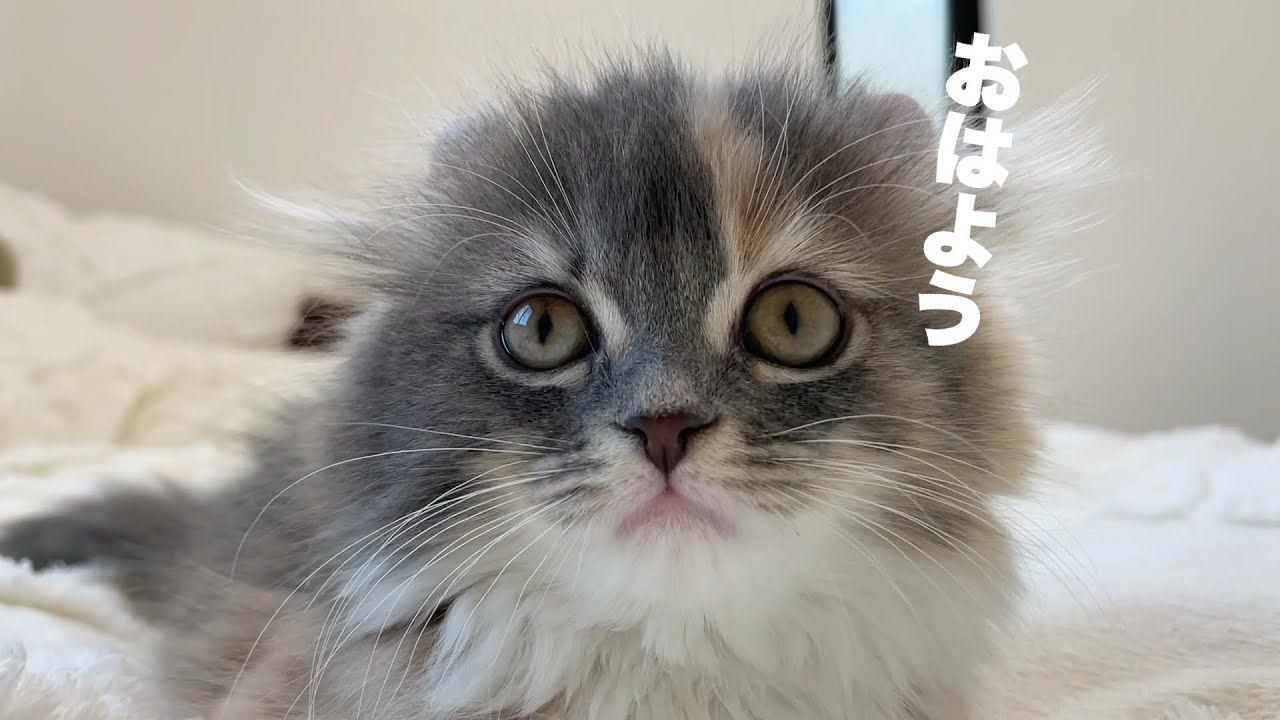 朝から可愛いが爆発の子猫【アメリカンカール】