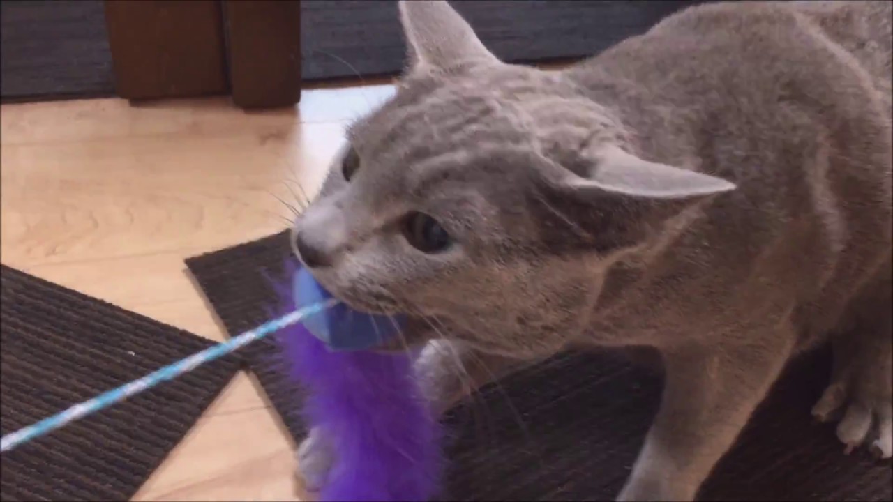 【凶暴化】とても危険な猫（ロシアンブルー）