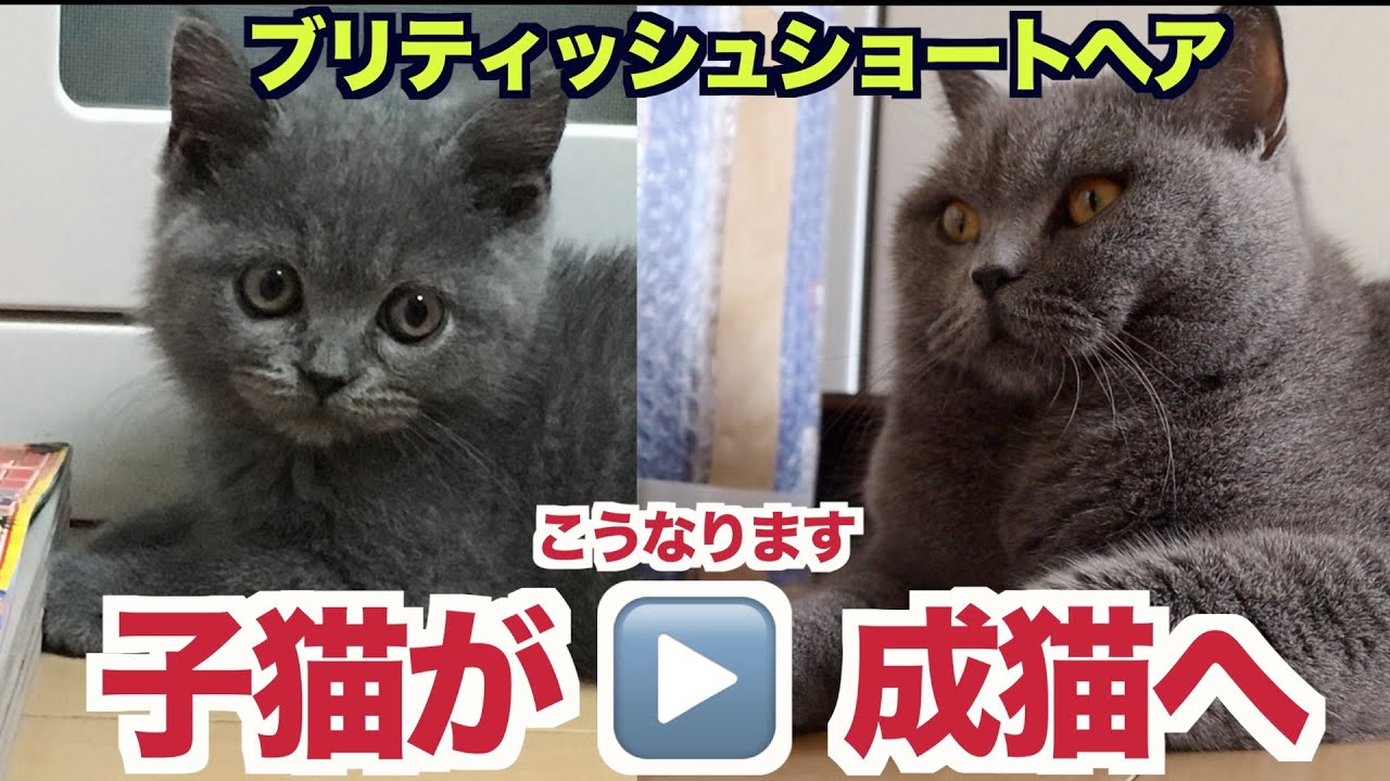 【ブリティッシュショートヘア】かわいい子猫はこうなります