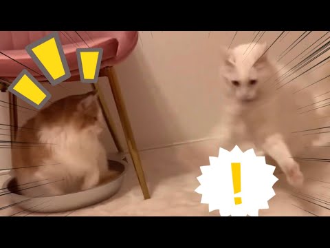 【覚醒⁉︎】シールと格闘するターキッシュアンゴラがヤバいww