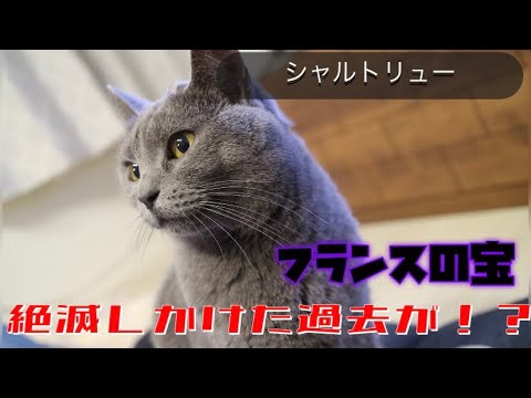 シャルトリューの歴史。