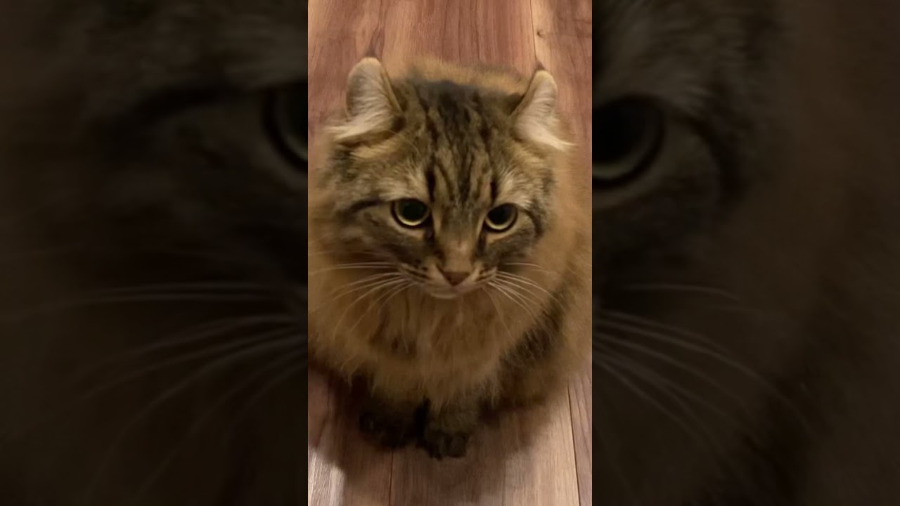 チュールに反応するアメリカンカール