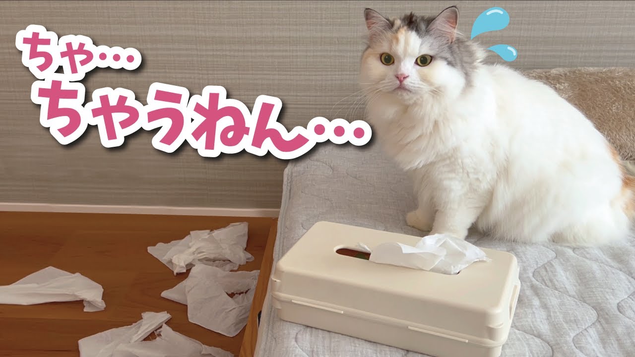 目を離した隙に猫がとんでもないイタズラをしてました…【関西弁でしゃべる猫】