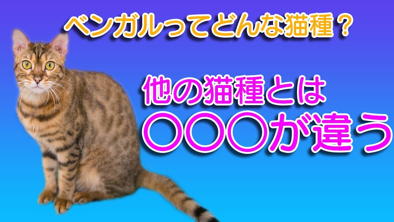 ベンガルってどんな猫種？性格、特徴、歴史、注意点解説！