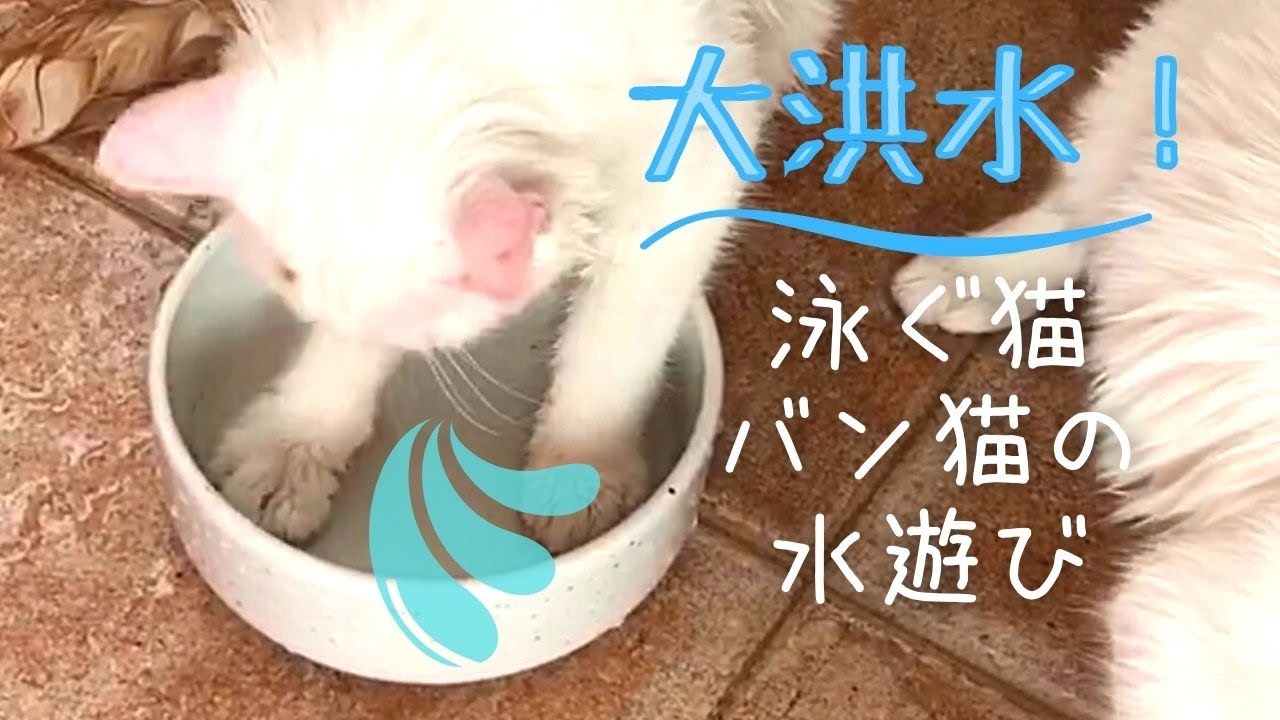 【おもしろ子猫】泳ぐ猫の水遊び　水飲みボウルはスイミングプール