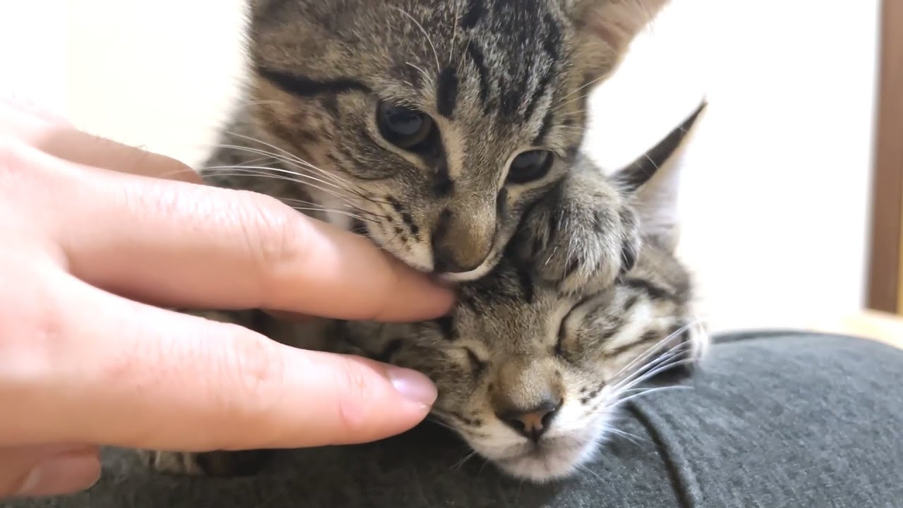 引き取った子猫が秒で膝の上に乗って甘えてくる様子が可愛すぎた…