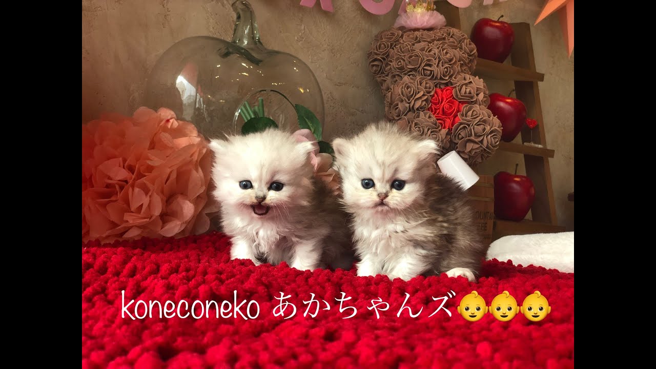 【ペルシャ　子猫】ペルシャのちびちゃんたち🐱❤️