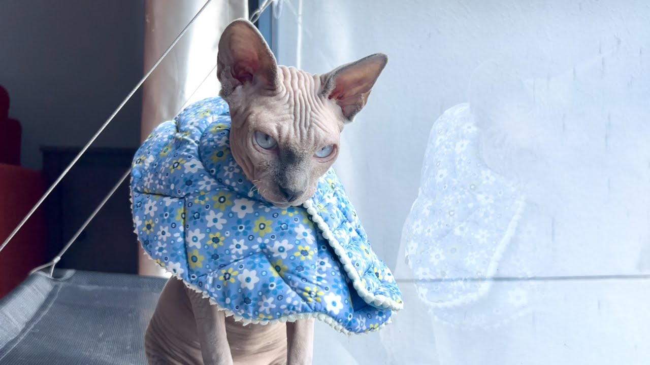 無毛猫をお風呂に入れないとこうなります【スフィンクス猫】