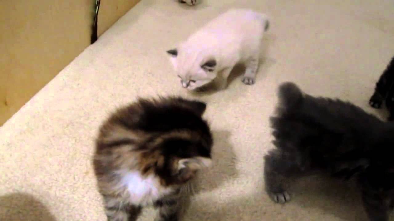 アメリカンボブテイル 赤ちゃん【動画】