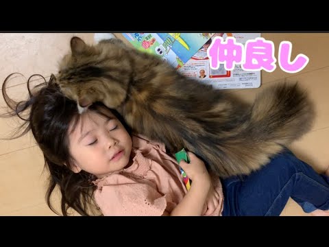 子供が何しても怒らない猫【ラガマフィン】