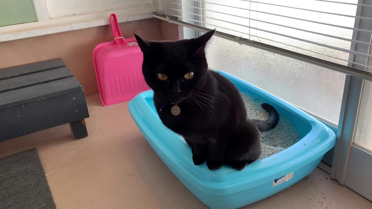 返事する猫ルーシー☆ Black bombay cat（黒のボンベイ猫）