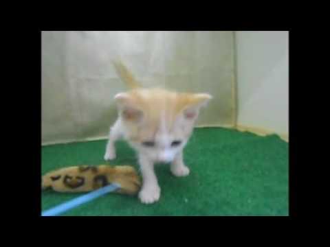 子猫販売京都　ウノペットサービス  スクーカム