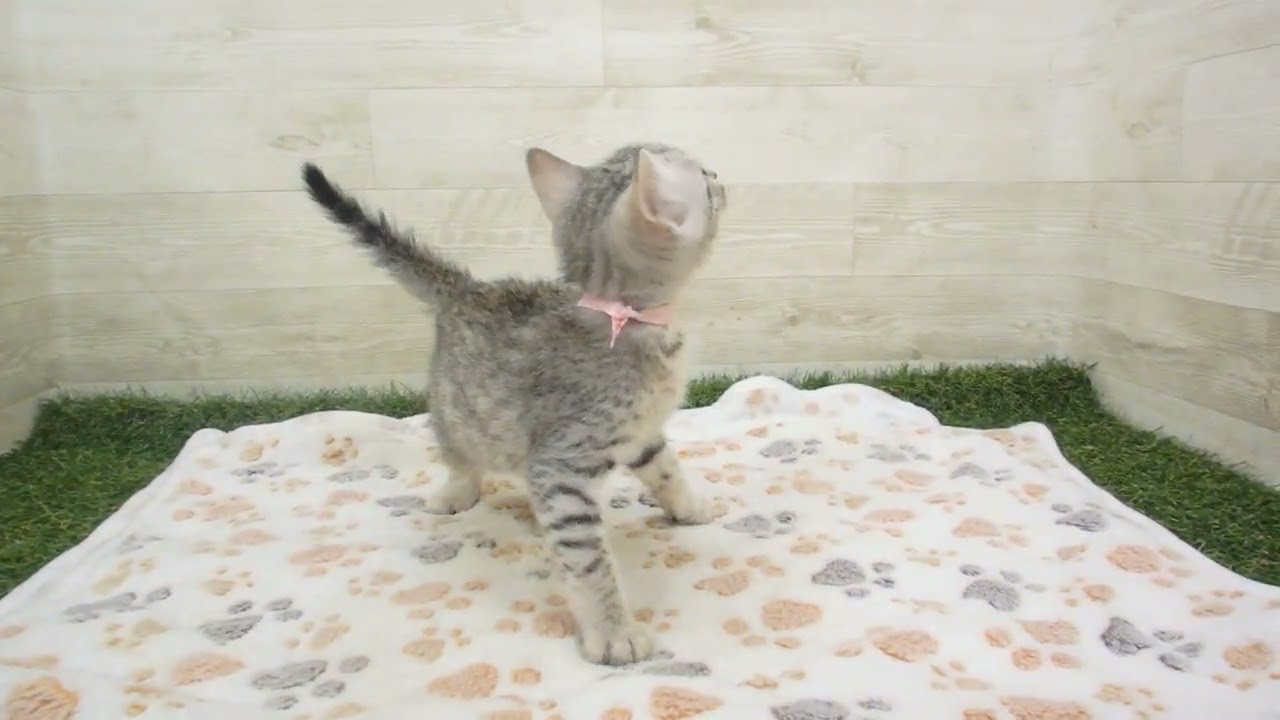 Coo&RIKU　No00594341 エジプシャンマウ