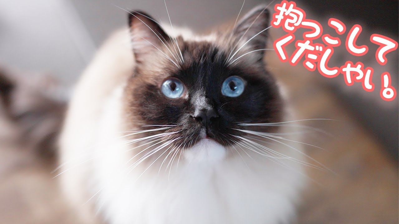 ラグドール猫が抱っこをおねだりしてくる姿がたまらなくかわいい…！