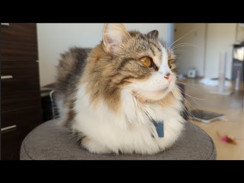 スコティッシュフォールドの猫が教えてくれた、お手々ないないが出来るまで