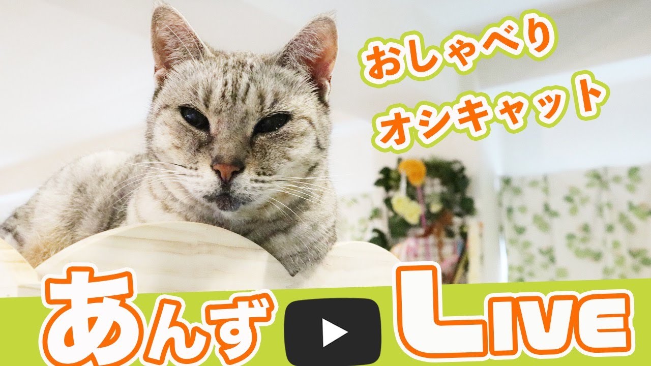 オシキャットのあんずを50分間愛でるLIVE