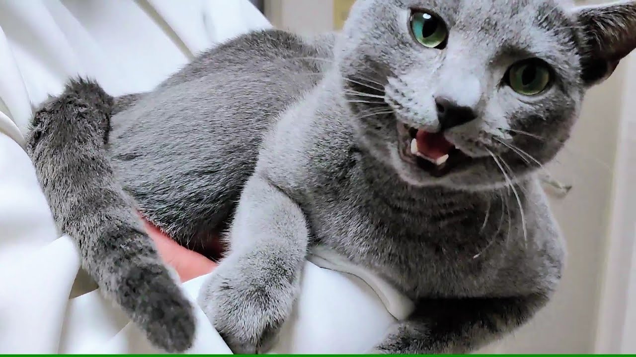 【猫動画】嫁が帰宅すると抱っこをせがむロシアンブルー【russianblue】Russian Blue pleading for a hug when the bride returns home